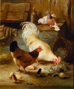 unknow artist Poultry 091 Germany oil painting artist